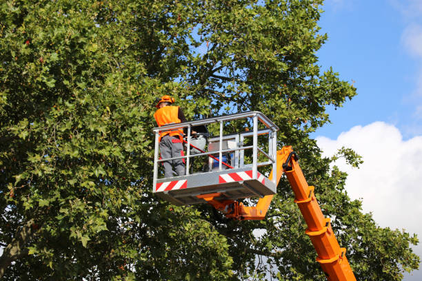 Professional Tree Removal and Landscaping Services in Orange, CA